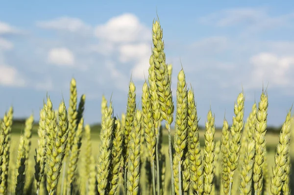 Campo di grano verde — Foto Stock