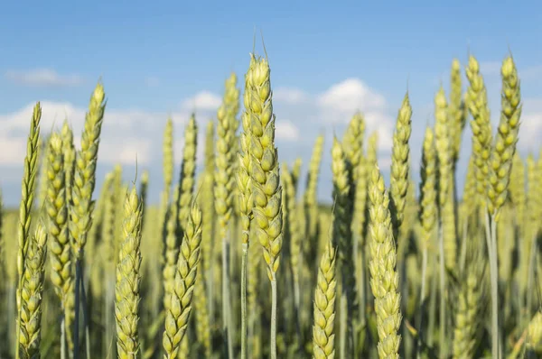 Yeşil buğday tarlası — Stok fotoğraf