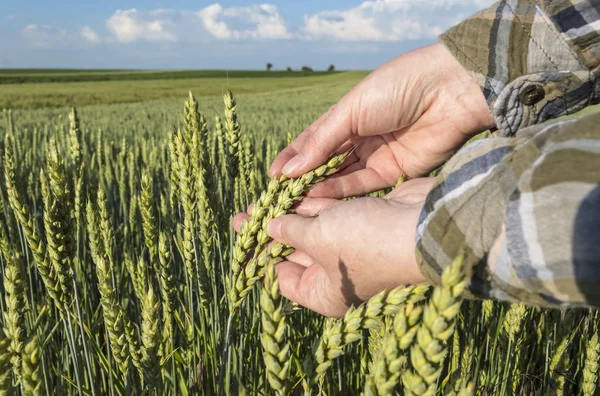 Женская рука на пшеничном поле, сельскохозяйственная концепция . — стоковое фото