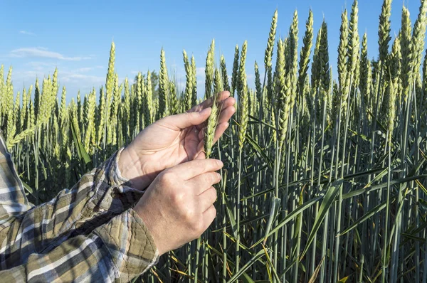 Weibliche Hand im Gerstenfeld, Bäuerin begutachtet Pflanzen, Landwirtschaft — Stockfoto