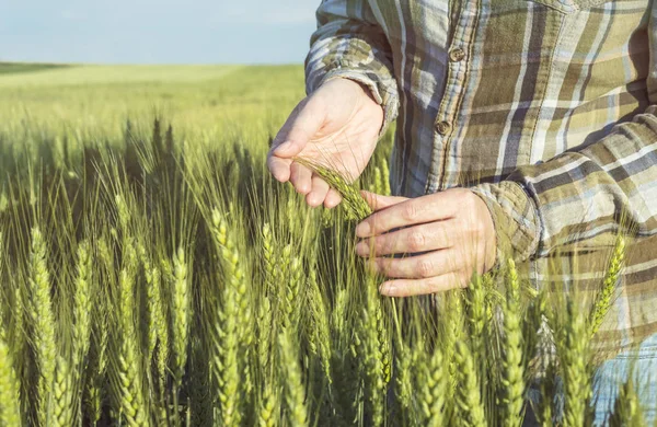 Female hand in barley field, farmer examining plants, agricultur — Stock Photo, Image