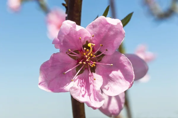 Vackra peach blossom. — Stockfoto