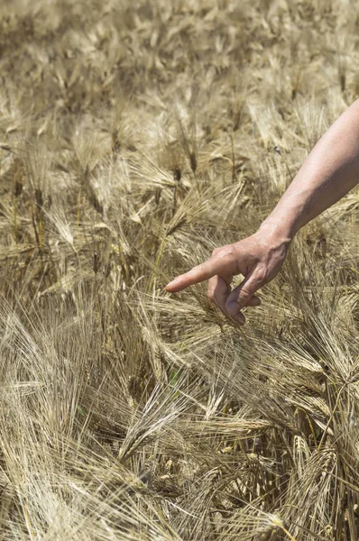 Mão feminina no campo de cevada, agricultor examinando plantas, agricultor — Fotografia de Stock