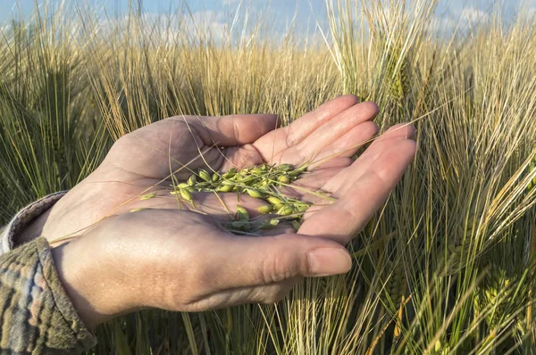 Gerst zaad in vrouwelijke hand, landbouwer bestuderen van planten, agricultura — Stockfoto
