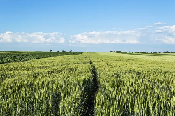 Campo de trigo en un bonito día de verano, paisaje de grai agrícola — Foto de Stock