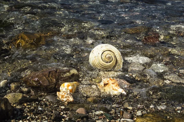 Sea shells on the beach. — Stock Photo, Image