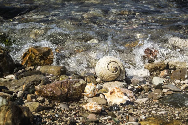 Sea shells on the beach. — Stock Photo, Image