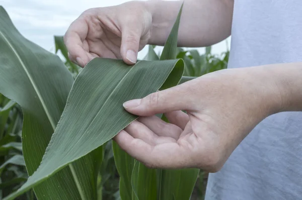 Examination corn leaf. Agriculture rural scene. — Stock Photo, Image