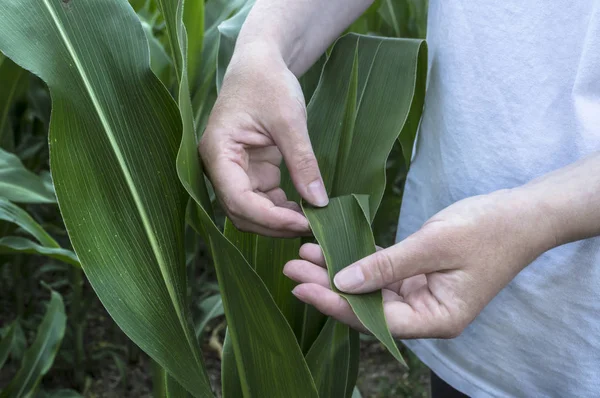 Exame folha de milho. Agricultura cena rural . — Fotografia de Stock