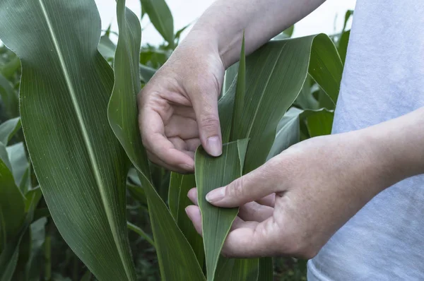 Examen de hoja de maíz. Agricultura escena rural . —  Fotos de Stock