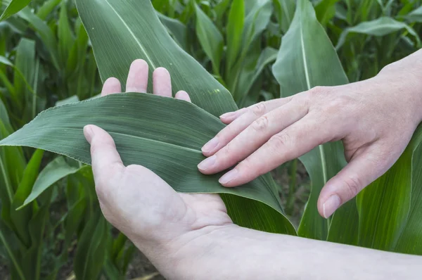 Badanie liści kukurydzy. rolnictwo scena. — Zdjęcie stockowe