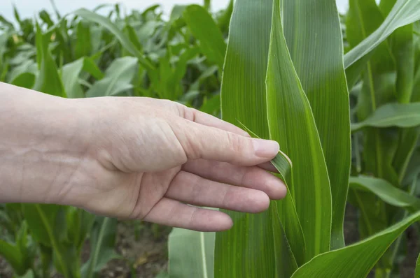 Exame folha de milho, agricultura cena rural . — Fotografia de Stock