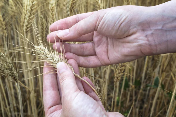 ライ麦フィールド、農家、農業の植物を調べることで女性の手 — ストック写真