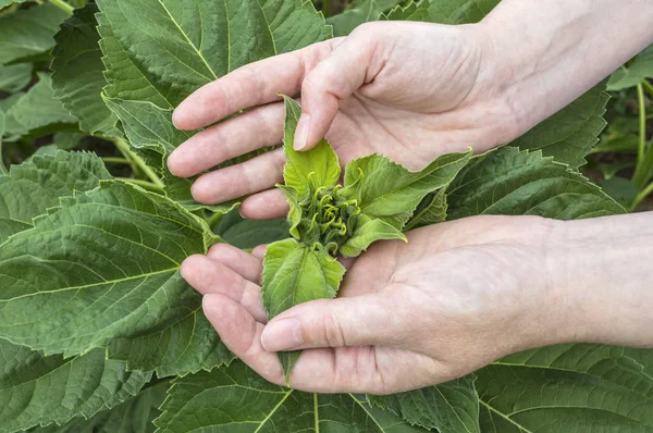 Agricoltore che esamina la coltura di girasoli in campo . — Foto Stock