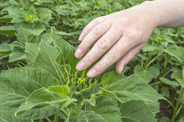 Farmář zkoumání plodiny slunečnice v poli. — Stock fotografie