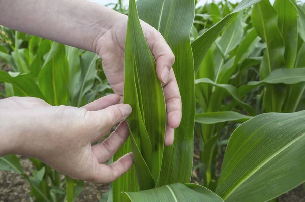 Examination corn leaf, agriculture rural scene. Stock Photo