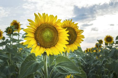 güzel ayçiçeği alan.