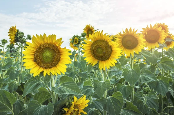 Vacker solros fält. — Stockfoto