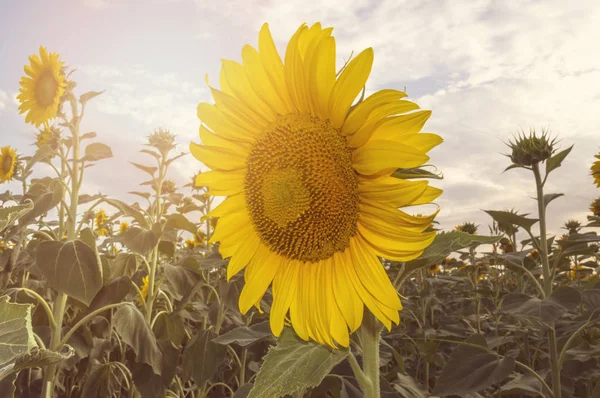 Schönes Sonnenblumenfeld. — Stockfoto