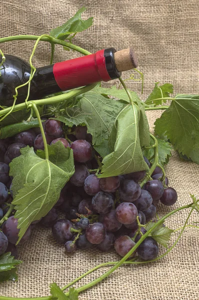 Czerwone winogrona z butelką czerwonego wina. — Zdjęcie stockowe