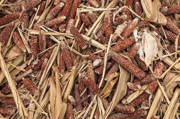 Crowned parts of corn — Stock Photo, Image