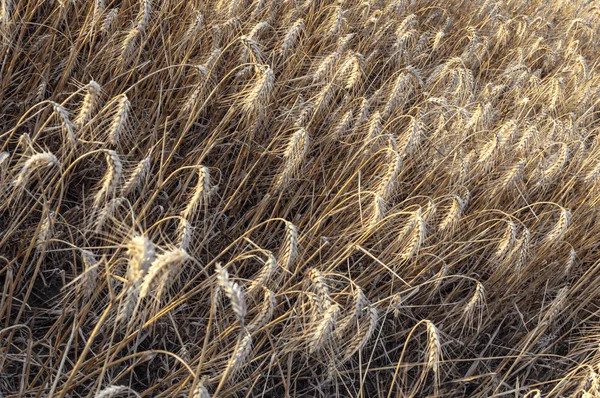 Pole pšenice připravené ke sklizni. — Stock fotografie
