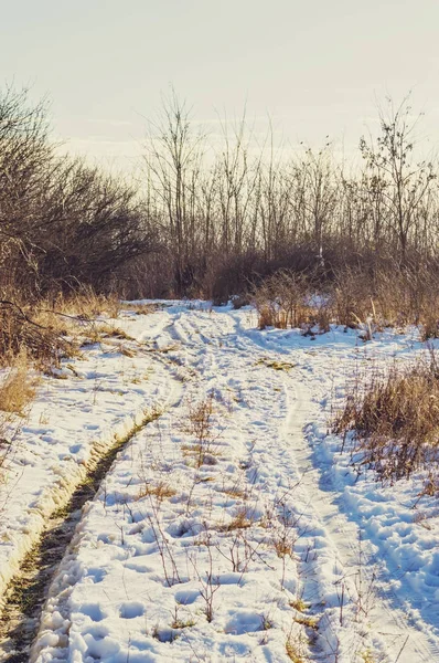 冬の初めに森の道とトレイル. — ストック写真