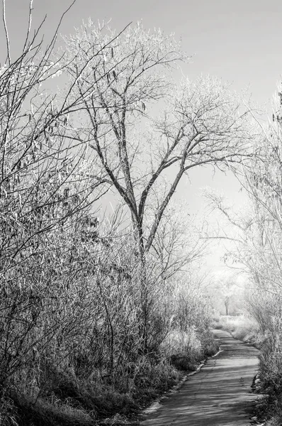 Kış ormanında yol — Stok fotoğraf