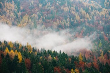 Öğleden sonra güneşinde dağdaki ağaçlar. Güzel çam ormanı dokusu.