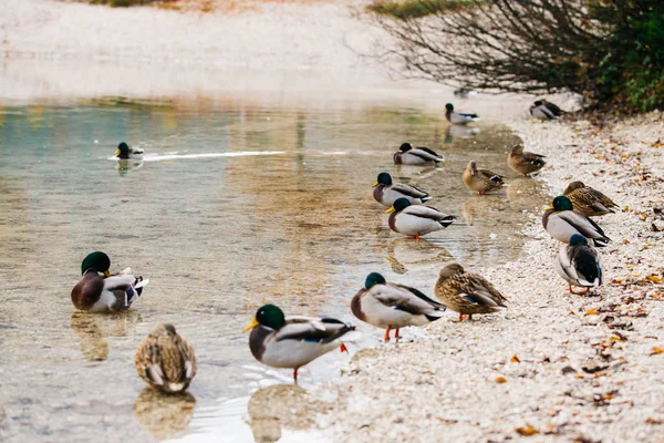 Patos Selvagens Nadando Pacificamente Lago Eslovênia Imagens De Bancos De Imagens