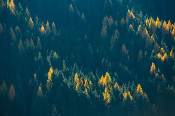 Bomen Berghelling Middagzon Prachtige Dennenbos Textuur Rechtenvrije Stockfoto's