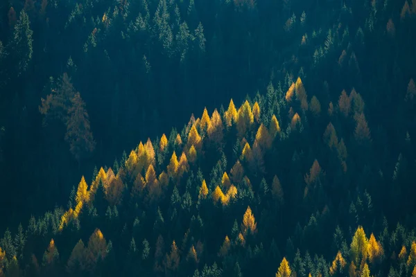 Drzewa Zboczu Góry Popołudniowym Słońcu Piękny Las Sosnowy Tekstury Obrazek Stockowy