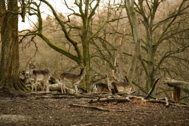 Aarhus, Danimarka, Avrupa yakınlarındaki bir ormanda geyikler. Güzel vahşi yaşam sahnesi.