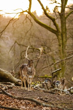 Aarhus, Danimarka, Avrupa yakınlarındaki bir ormanda geyikler. Güzel vahşi yaşam sahnesi.