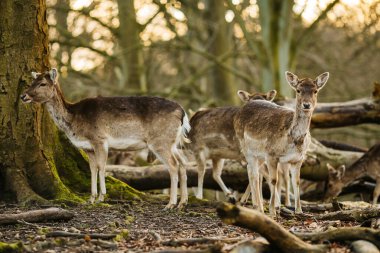 Aarhus, Danimarka, Avrupa yakınlarındaki bir ormanda geyikler. Güzel vahşi yaşam sahnesi.
