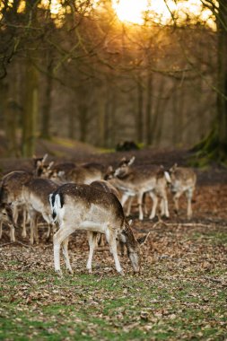 Aarhus, Danimarka, Avrupa yakınlarındaki bir ormanda geyikler. Güzel vahşi yaşam sahnesi.