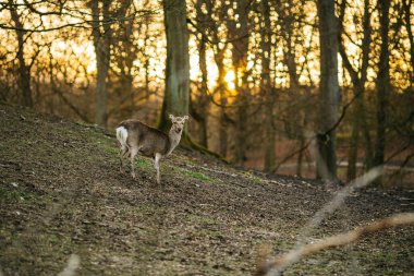 Aarhus, Danimarka, Avrupa yakınlarındaki bir ormanda geyikler. Güzel vahşi yaşam sahnesi.