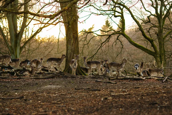 Ciervos Bosque Cerca Aarhus Dinamarca Europa Hermosa Escena Vida Salvaje —  Fotos de Stock