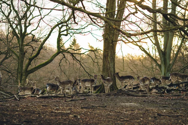 Cerfs Dans Une Forêt Près Aarhus Danemark Europe Belle Scène — Photo