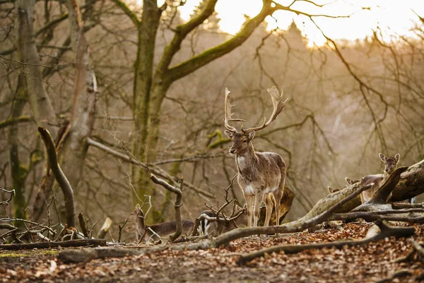 Ciervos Bosque Cerca Aarhus Dinamarca Europa Hermosa Escena Vida Salvaje —  Fotos de Stock