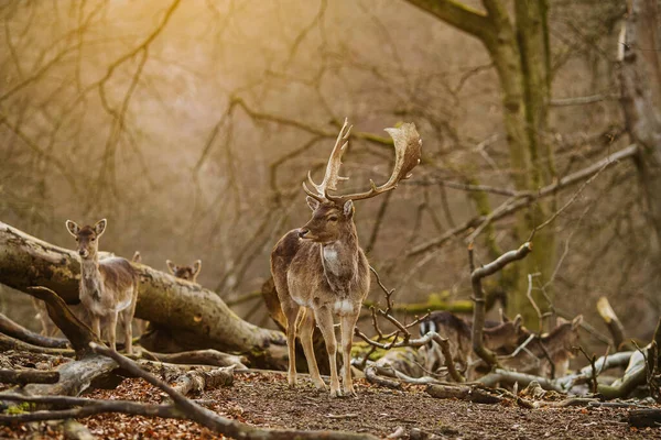 Herten Een Bos Bij Aarhus Denemarken Europa Prachtige Natuur Scene — Stockfoto