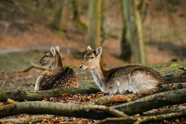 ヨーロッパ デンマークのオーフス近くの森の中の鹿 美しい野生動物のシーン — ストック写真