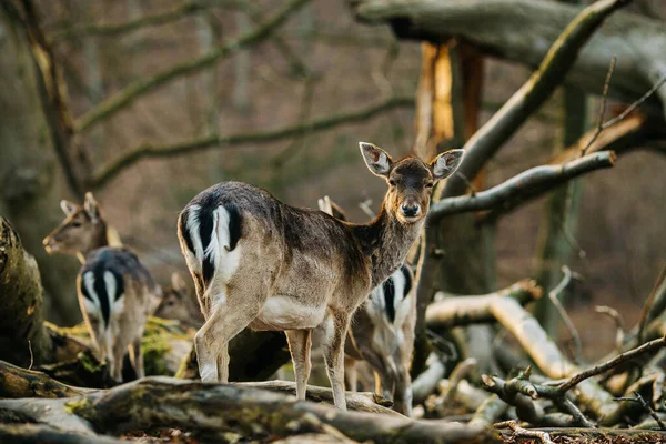 Ciervos Bosque Cerca Aarhus Dinamarca Europa Hermosa Escena Vida Salvaje —  Fotos de Stock