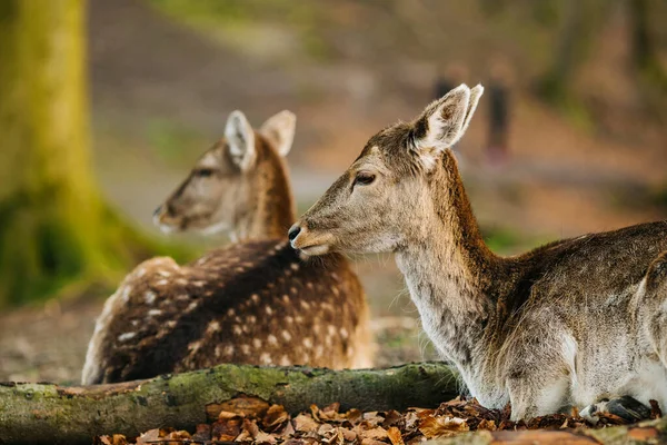 Cervi Una Foresta Vicino Aarhus Danimarca Europa Bella Scena Della — Foto Stock