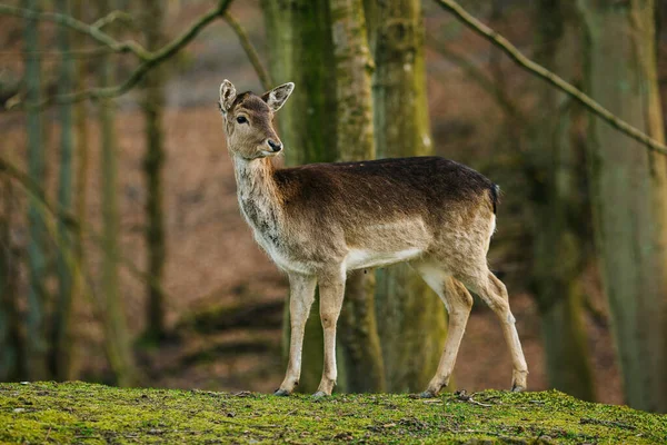 ヨーロッパ デンマークのオーフス近くの森の中の鹿 美しい野生動物のシーン — ストック写真