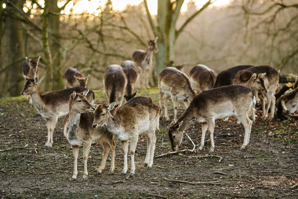 Herten Een Bos Bij Aarhus Denemarken Europa Prachtige Natuur Scene — Stockfoto