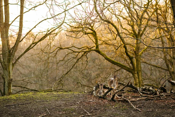 Ciervos Bosque Cerca Aarhus Dinamarca Europa Hermosa Escena Vida Salvaje — Foto de Stock
