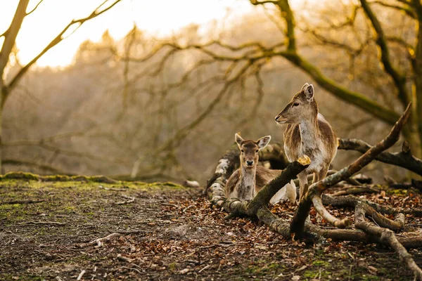 Ciervos Bosque Cerca Aarhus Dinamarca Europa Hermosa Escena Vida Salvaje —  Fotos de Stock