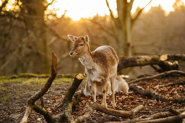 Herten Een Bos Bij Aarhus Denemarken Europa Prachtige Natuur Scene — Stockfoto