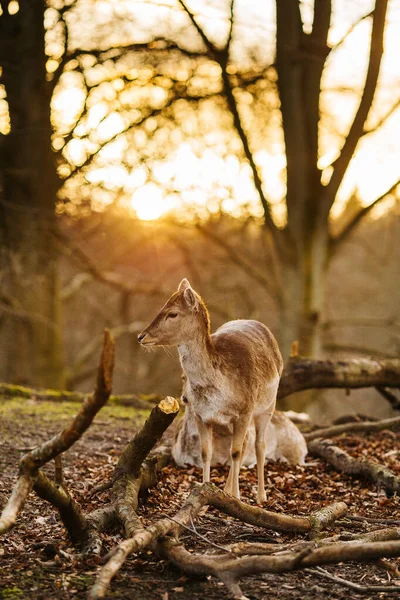 Herten Een Bos Bij Aarhus Denemarken Europa Prachtige Natuur Scene — Stockfoto